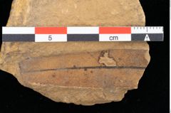 Foto (Detailansicht) von Xylomites daphnes Ettingshausen (NHMW-GEO-2024-0188-0062)